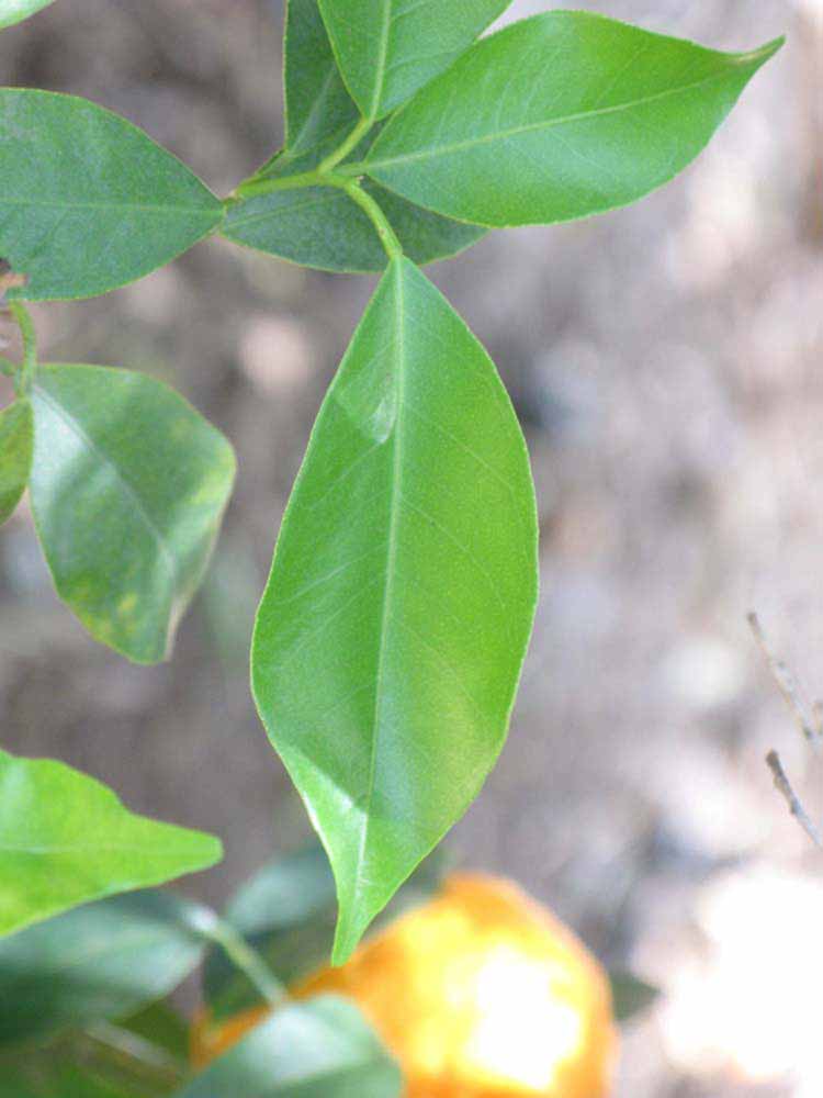              Unifoliolate leaf (Riverside, CA)       